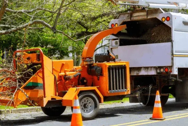 tree removal Spring Ridge pa