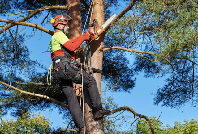 tree pruning berks