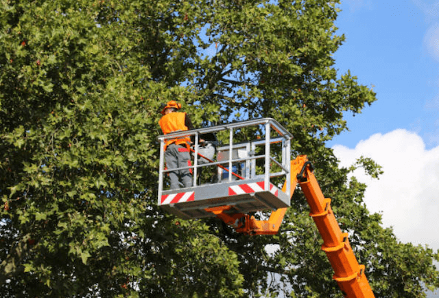 tree trimming Spring Ridge pa