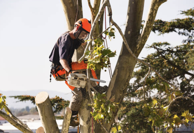 tree trimming berks pa